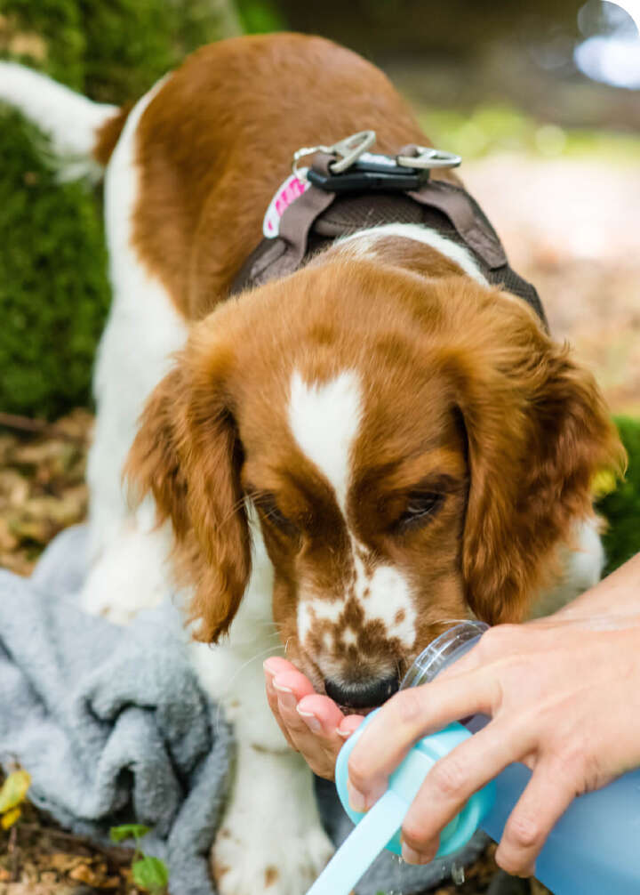 die besten reisebehaelter futter wasser ausfluege